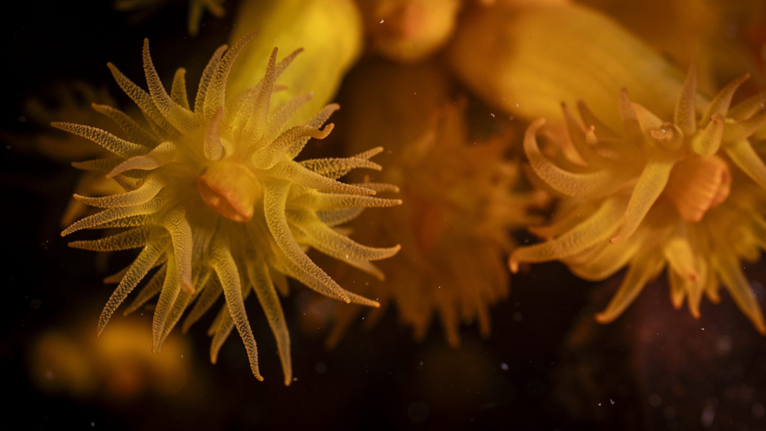 Astroides Calicularis_2