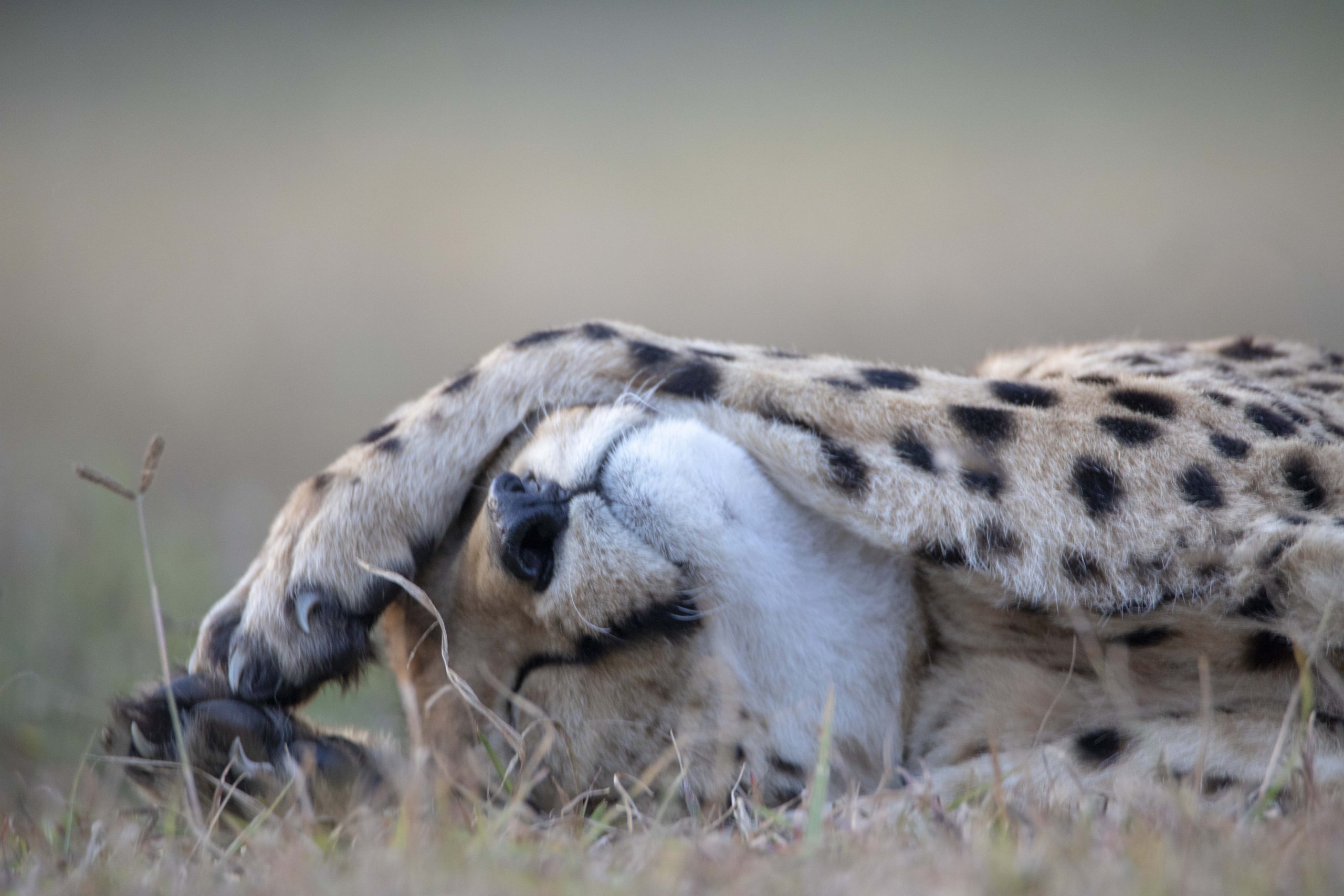 cute guepard