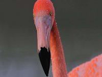 Flamant-rose-Phoenicopterus-roseus-Pallas-1811-4