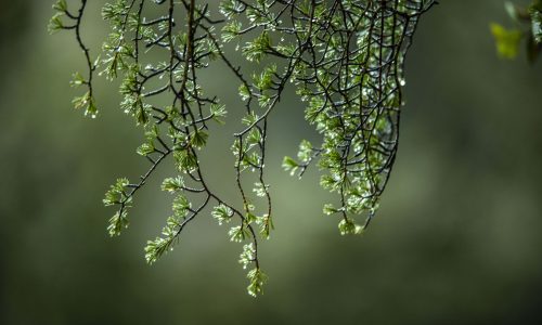 Photo-arbre01
