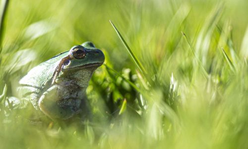 Photo-grenouille00