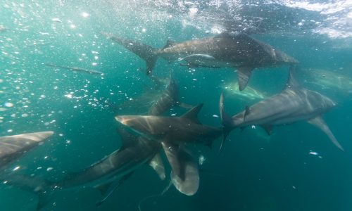 Plouff-requin_1-1