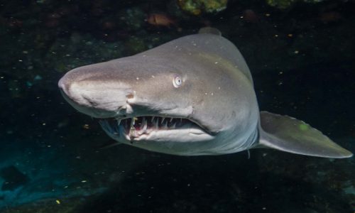 Requin-Taurau