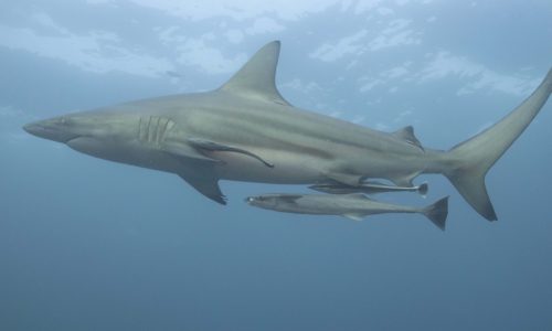 Requins-bordes006