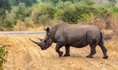 Rhinoceros-1