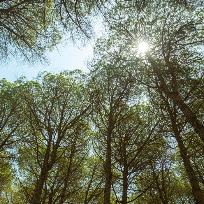 Forêt de Bouchaoui